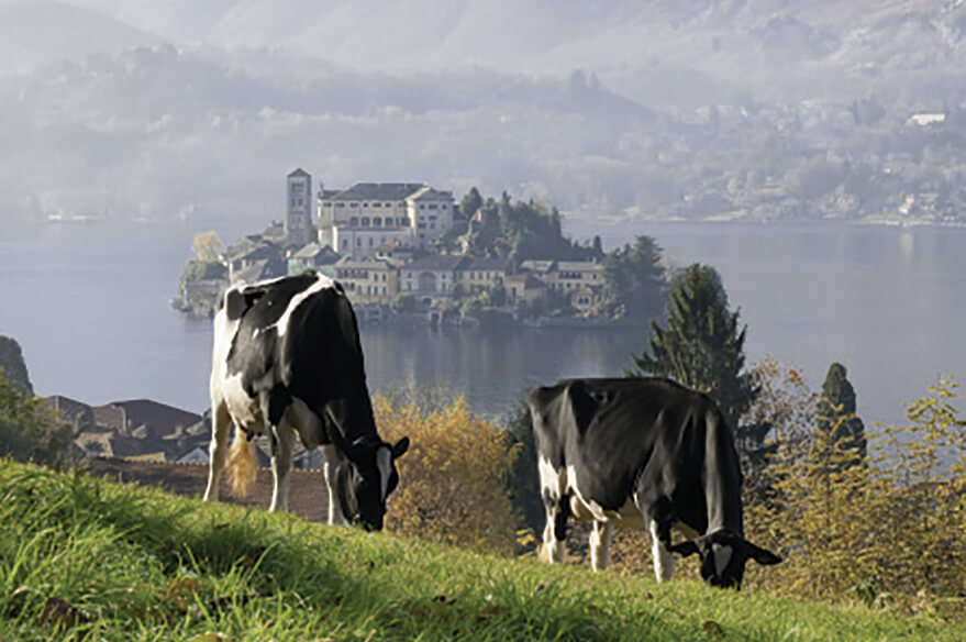 Ecco da dove proviene il latte utilizzato per produrre il Gorgonzola IGOR